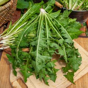 Pissenlit à Cœur Plein Amélioré